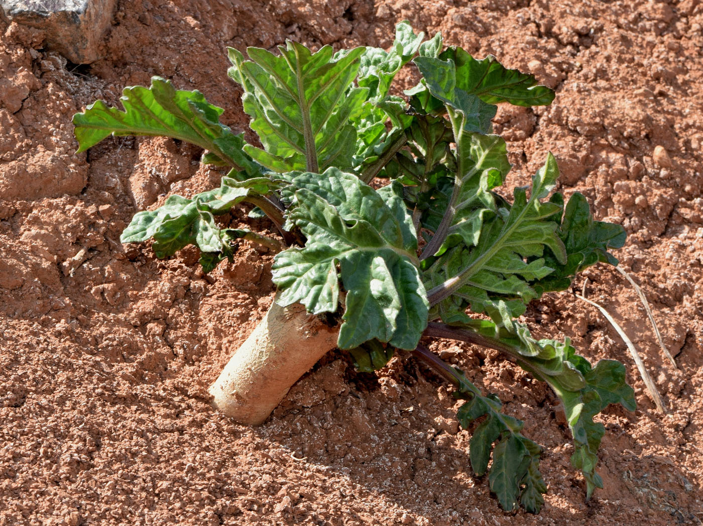 Image of Crambe orientalis specimen.