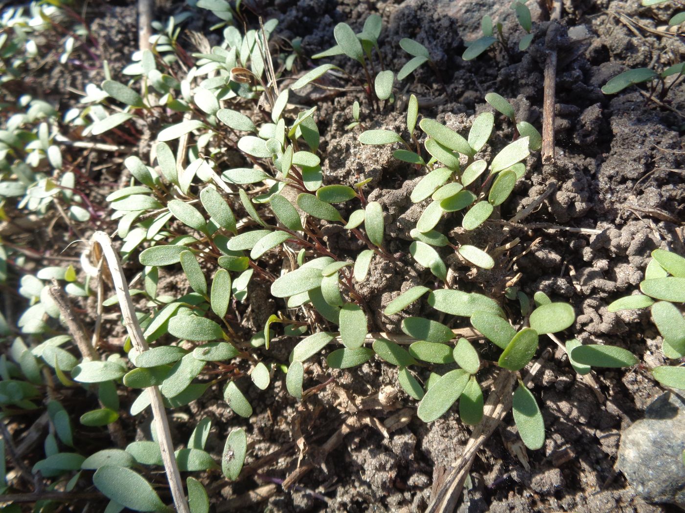 Image of Alliaria petiolata specimen.