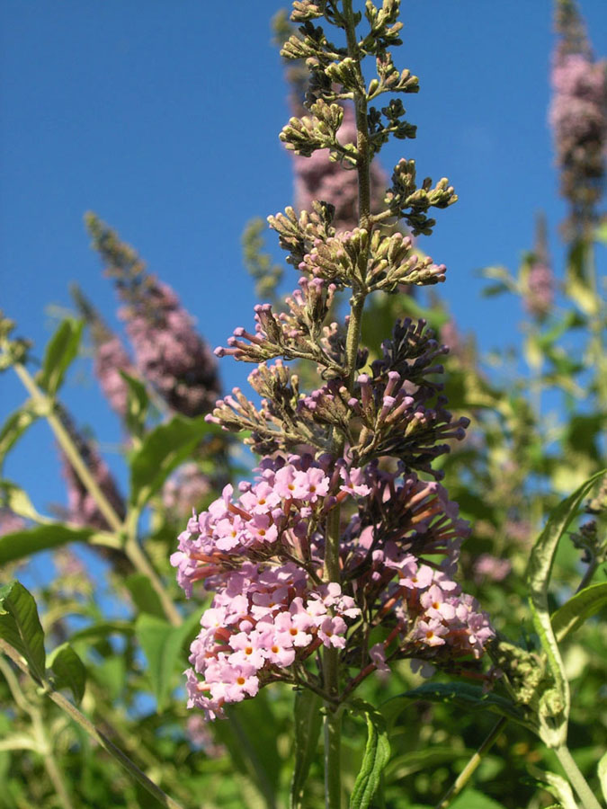 Image of Buddleja davidii specimen.