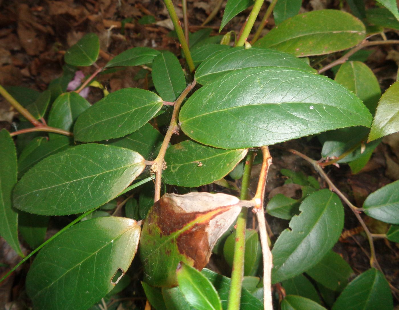 Image of Leucothoe fontanesiana specimen.