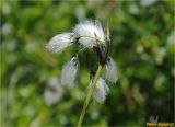 Eriophorum latifolium. Верхушка побега с соплодием. Украина, Ивано-Франковская обл., Украинские Карпаты, хребет Черногора, юго-восточный склон горы Говерла, 1950 м н.у.м., каменистый субальпийский луг. 26.06.2019.