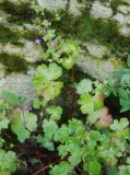 Geranium lucidum. Цветущее растение. Сан-Марино, у подножия скалы. 22.06.2010.