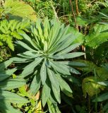 Euphorbia glaberrima