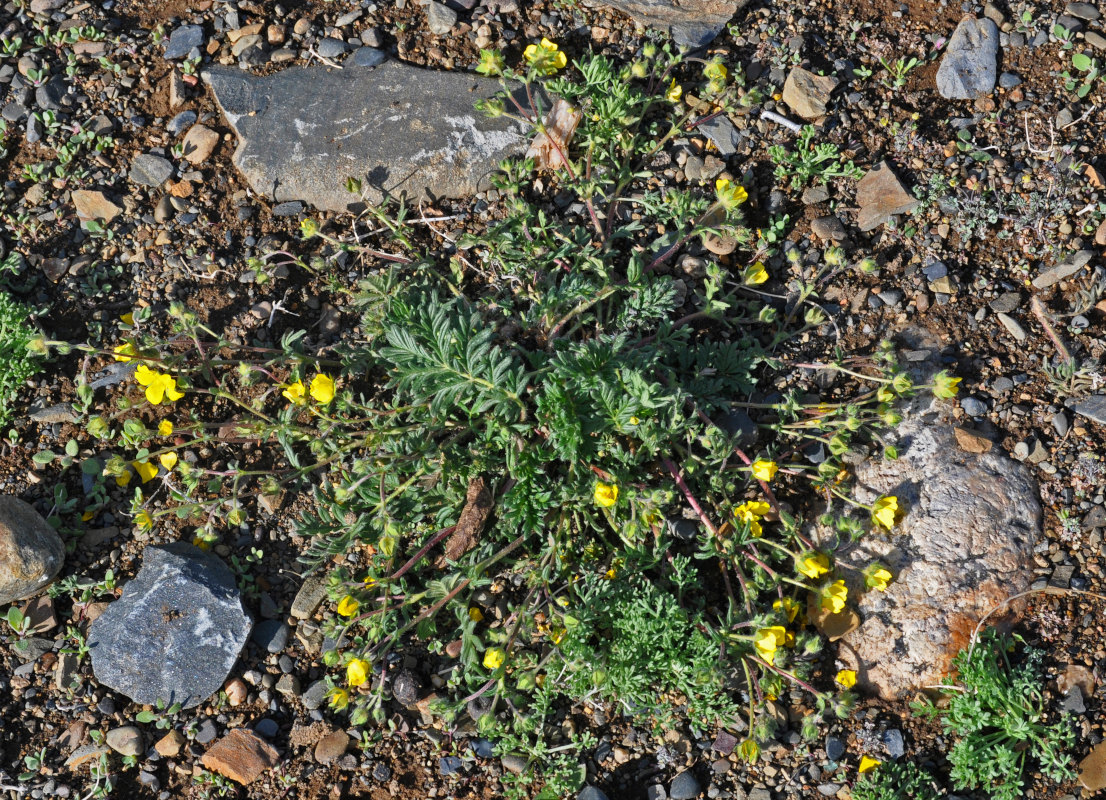 Image of genus Potentilla specimen.