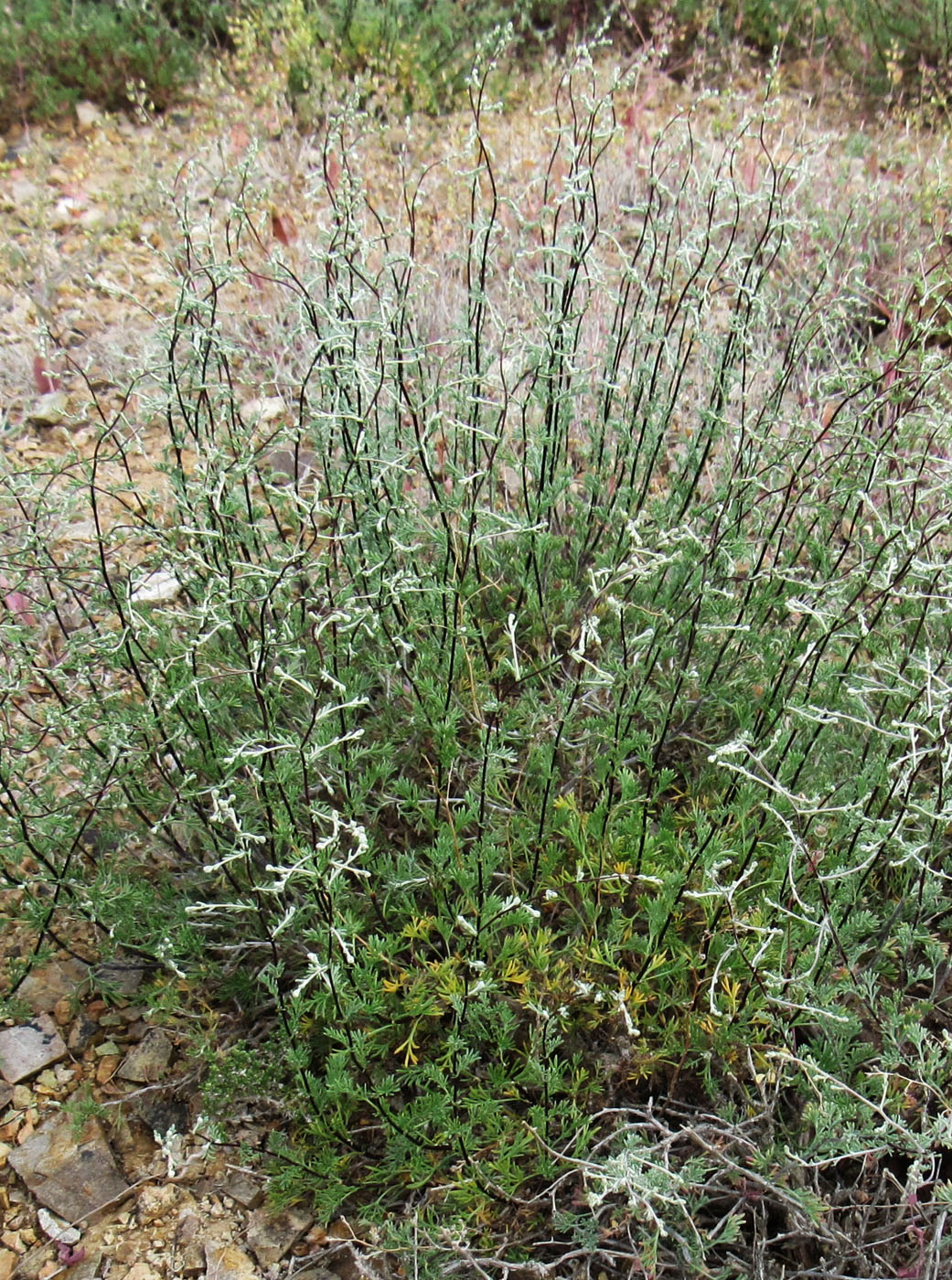 Image of genus Artemisia specimen.