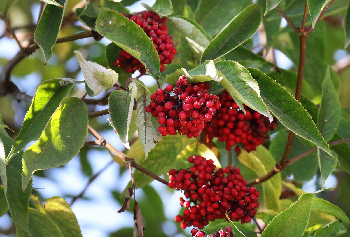 Image of Sambucus racemosa specimen.