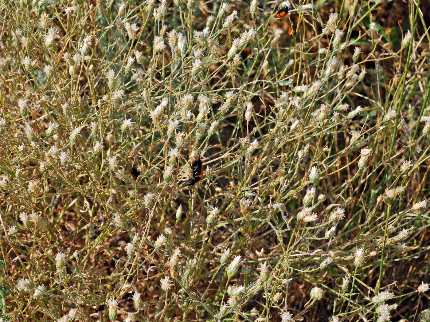 Изображение особи Centaurea diffusa.