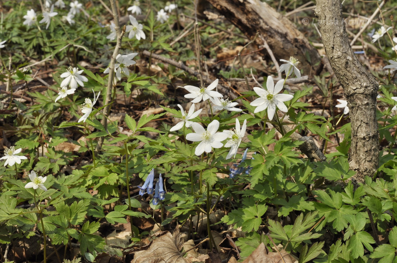 Image of Anemone amurensis specimen.