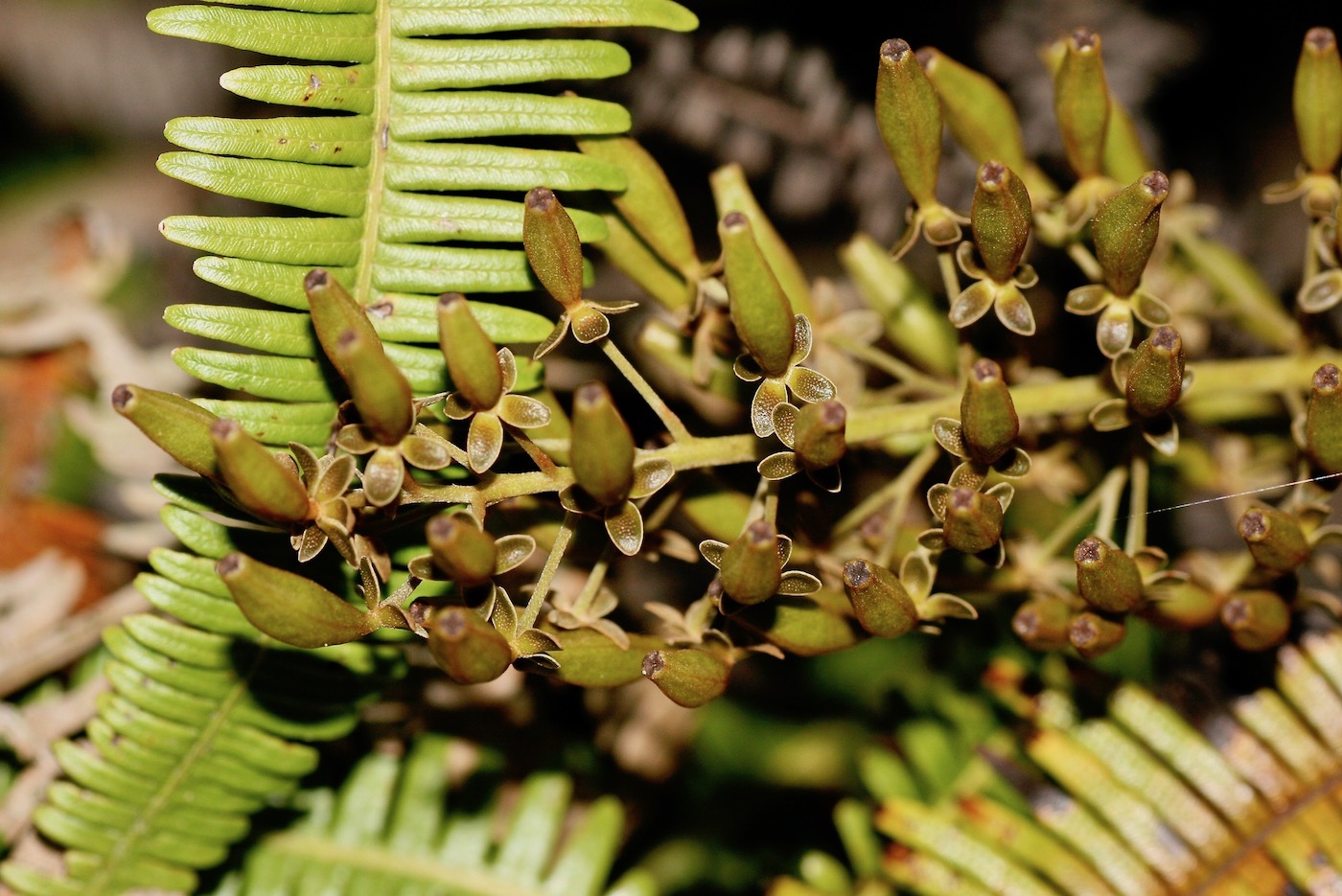 Image of Nepenthes sanguinea specimen.