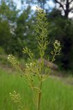 Thesium ramosum. Веточка с цветками и плодами. Республика Адыгея, г. Майкоп, южная окраина, луг. 30.05.2020.