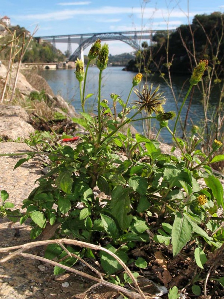 Image of Bidens pilosa specimen.