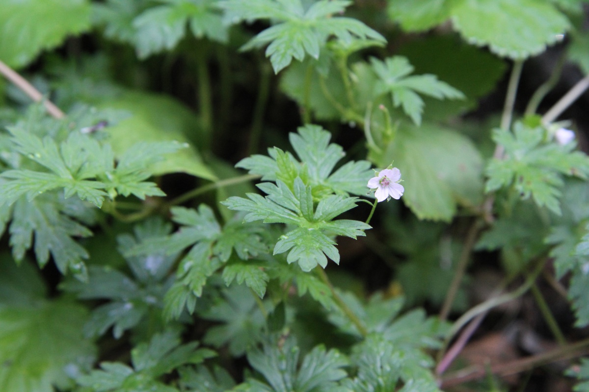 Изображение особи Geranium sibiricum.