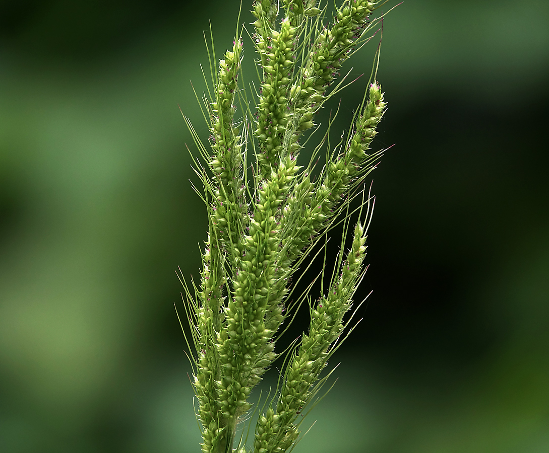 Изображение особи Echinochloa crus-galli.