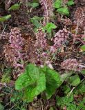 Petasites hybridus