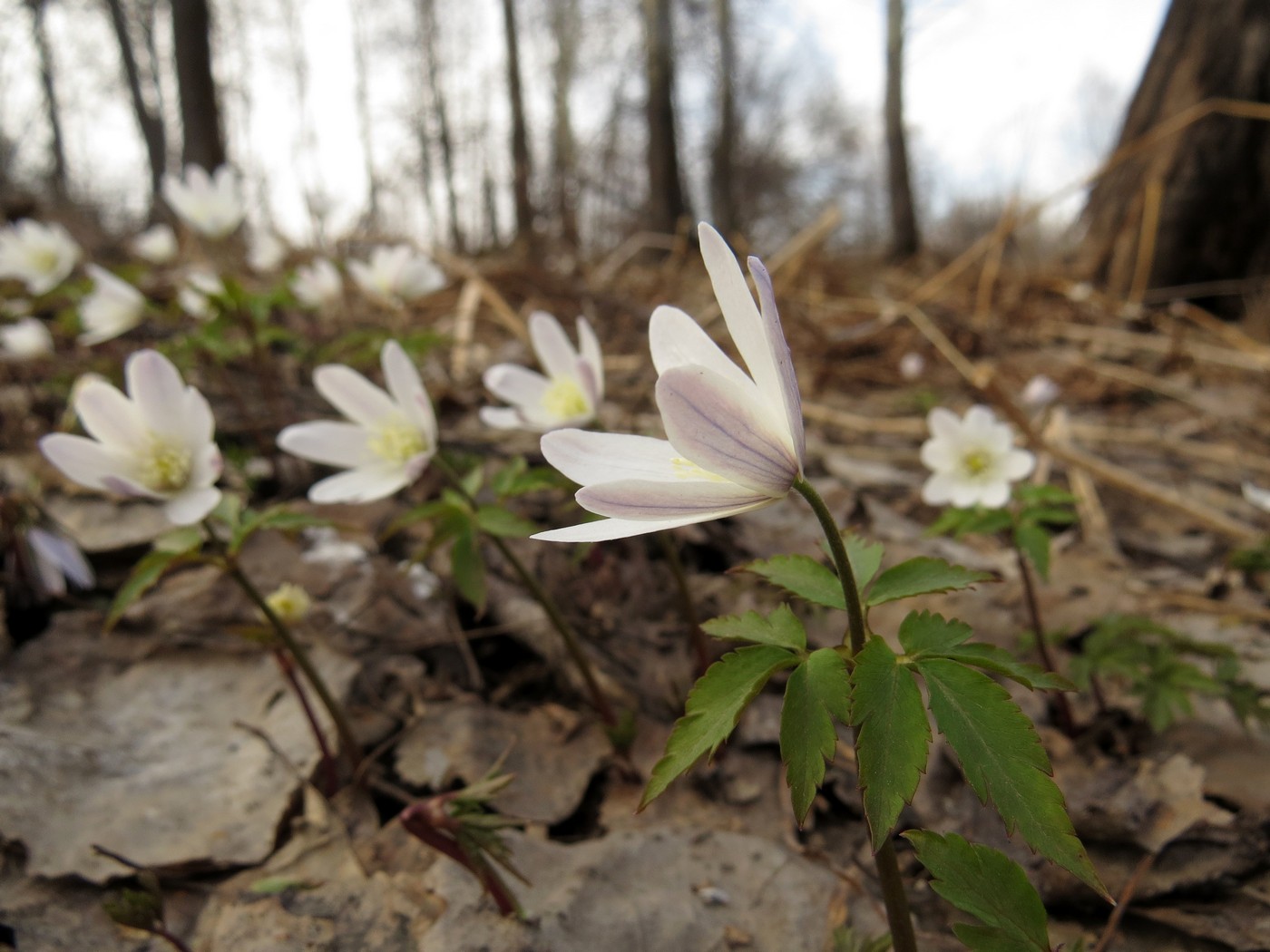 Изображение особи Anemone altaica.