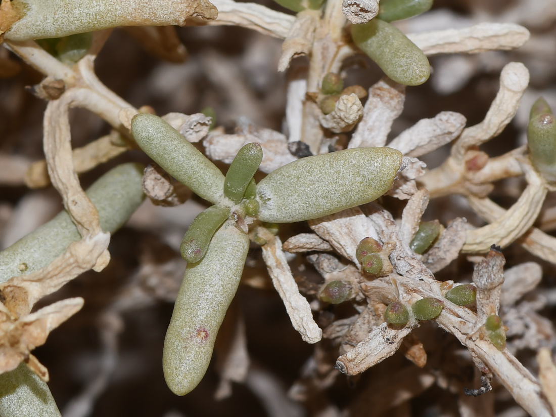 Image of Seidlitzia rosmarinus specimen.