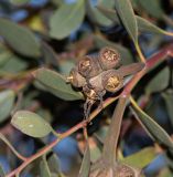 Eucalyptus platypus. Соплодие. Израиль, Иудейские горы, г. Иерусалим, ботанический сад университета. 06.01.2020.