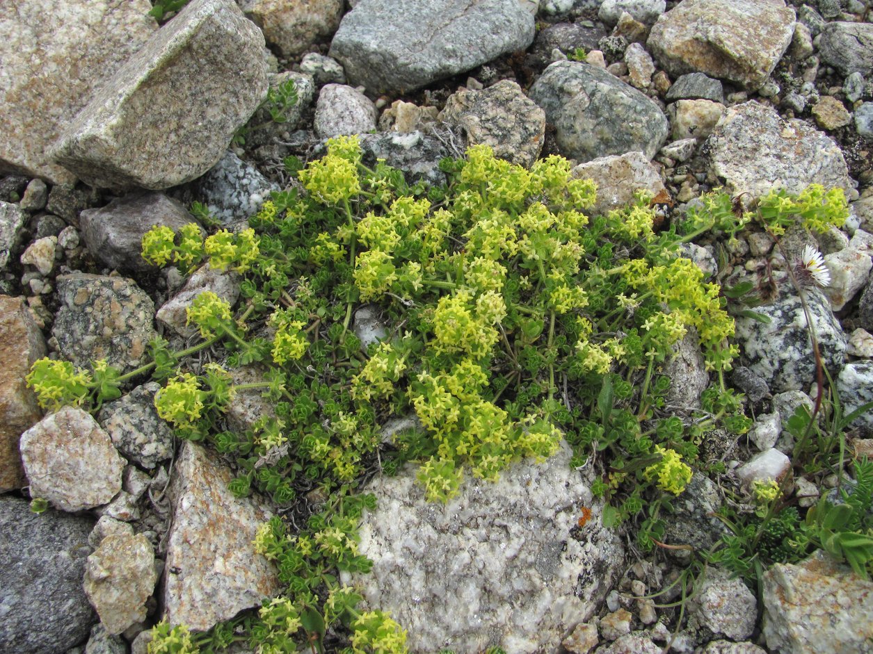 Image of genus Cruciata specimen.