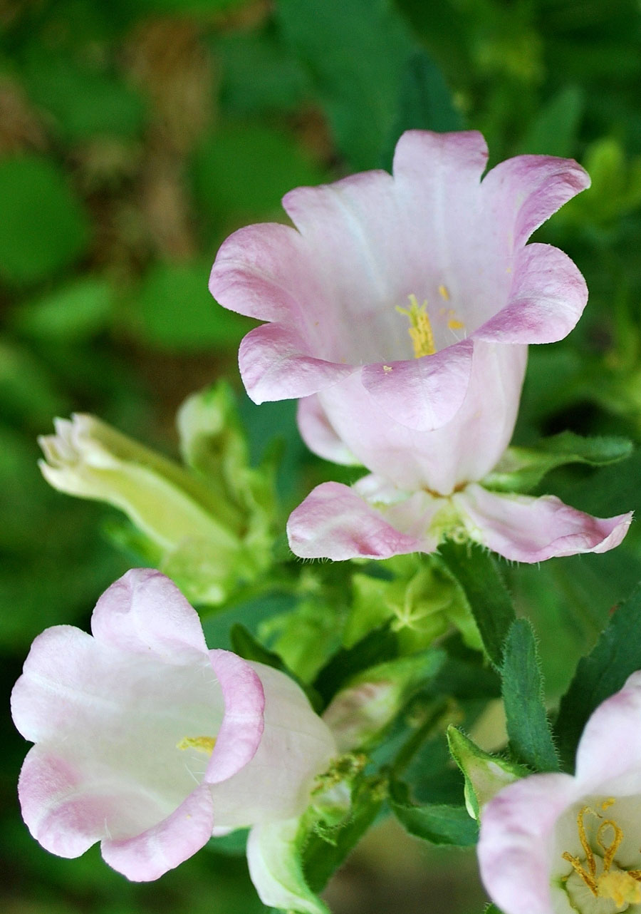 Image of Campanula medium specimen.