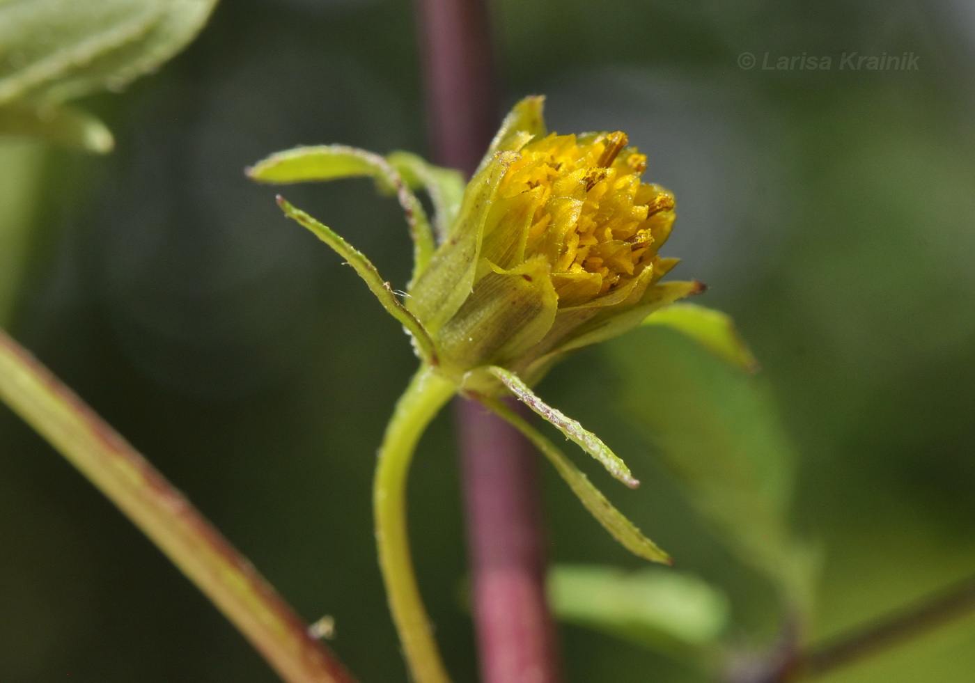 Image of Bidens frondosa specimen.