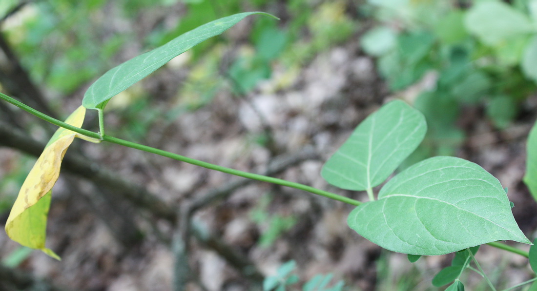 Image of Vincetoxicum scandens specimen.