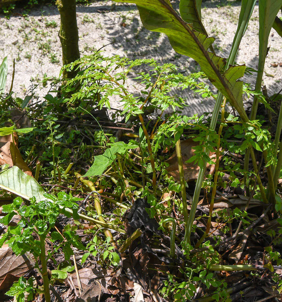 Image of Pilea nutans specimen.