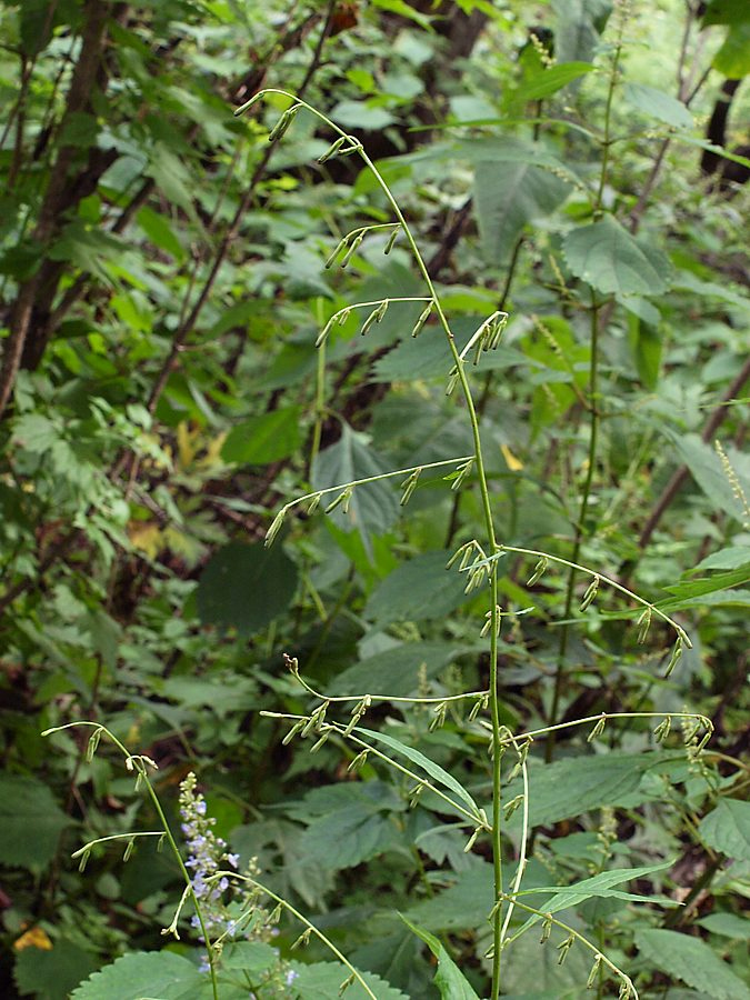 Изображение особи Prenanthes tatarinowii.