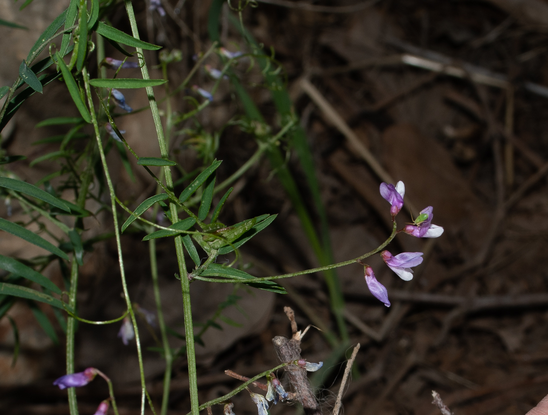 Изображение особи Vicia palaestina.