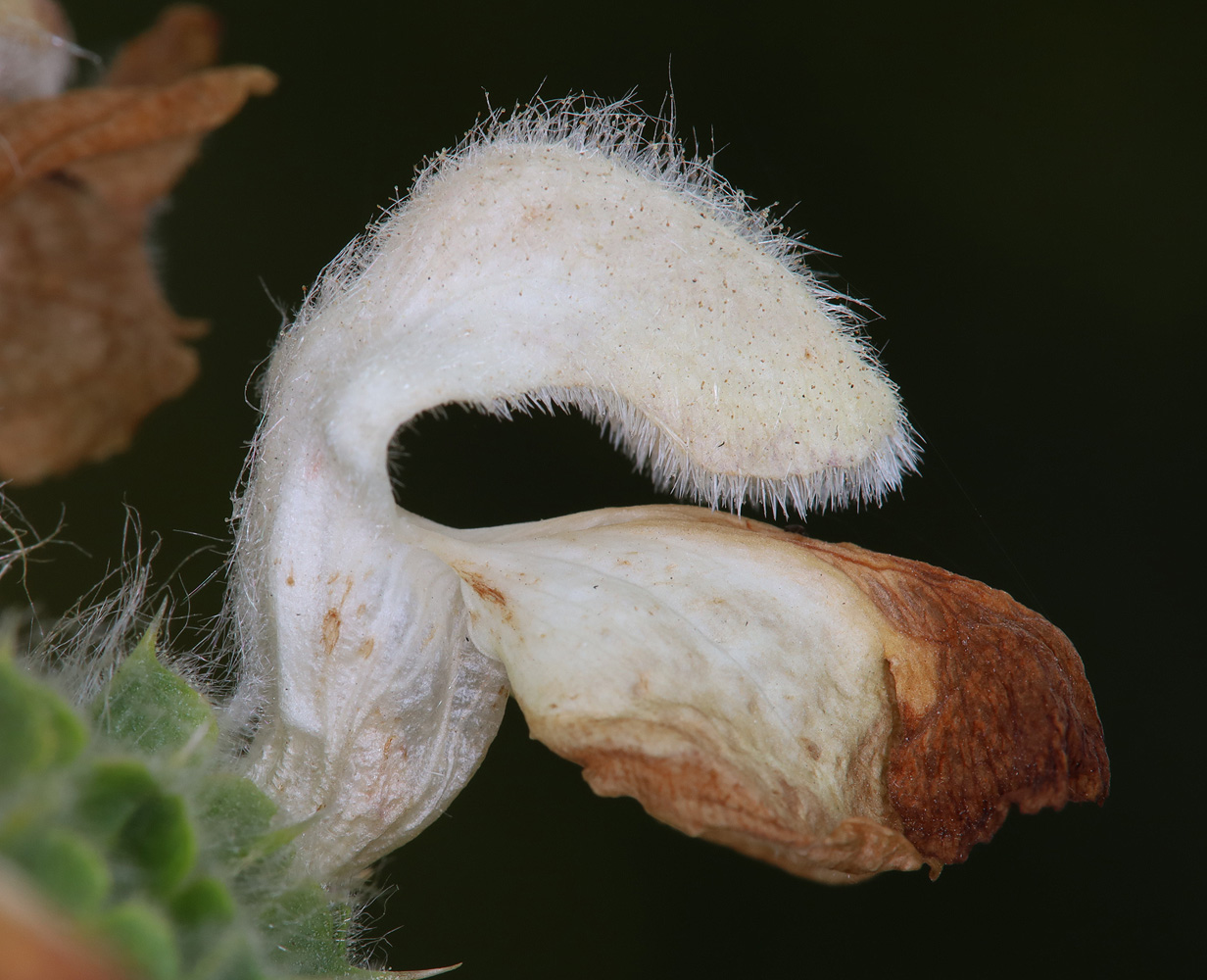 Image of Phlomoides laciniata specimen.