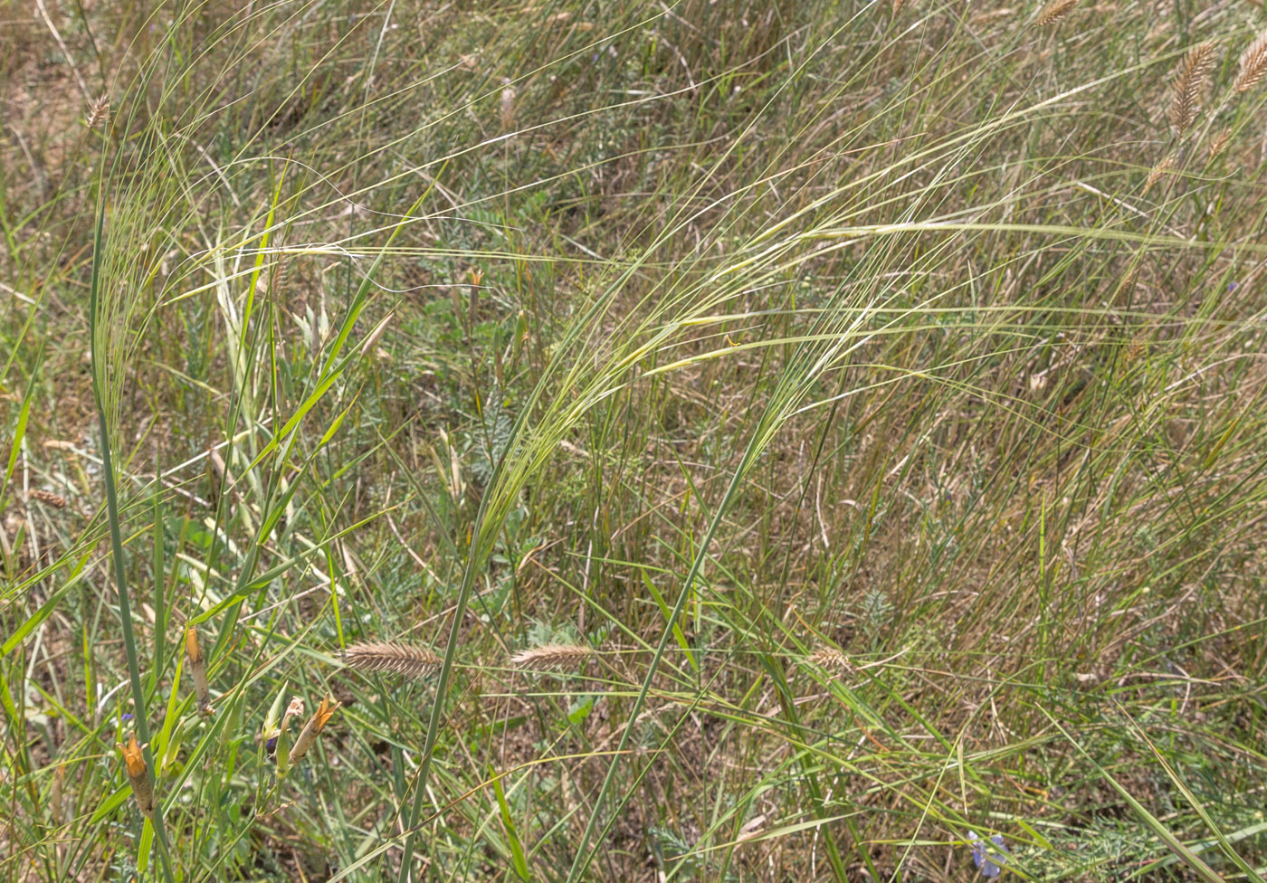 Изображение особи Stipa capillata.