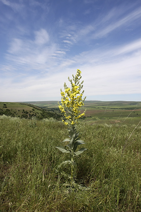 Image of Verbascum songaricum specimen.