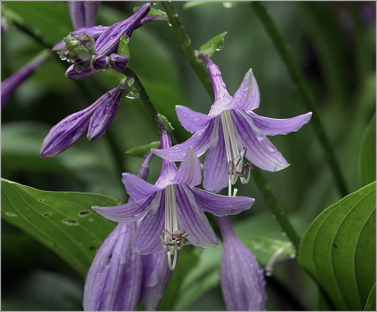 Image of Hosta fortunei specimen.