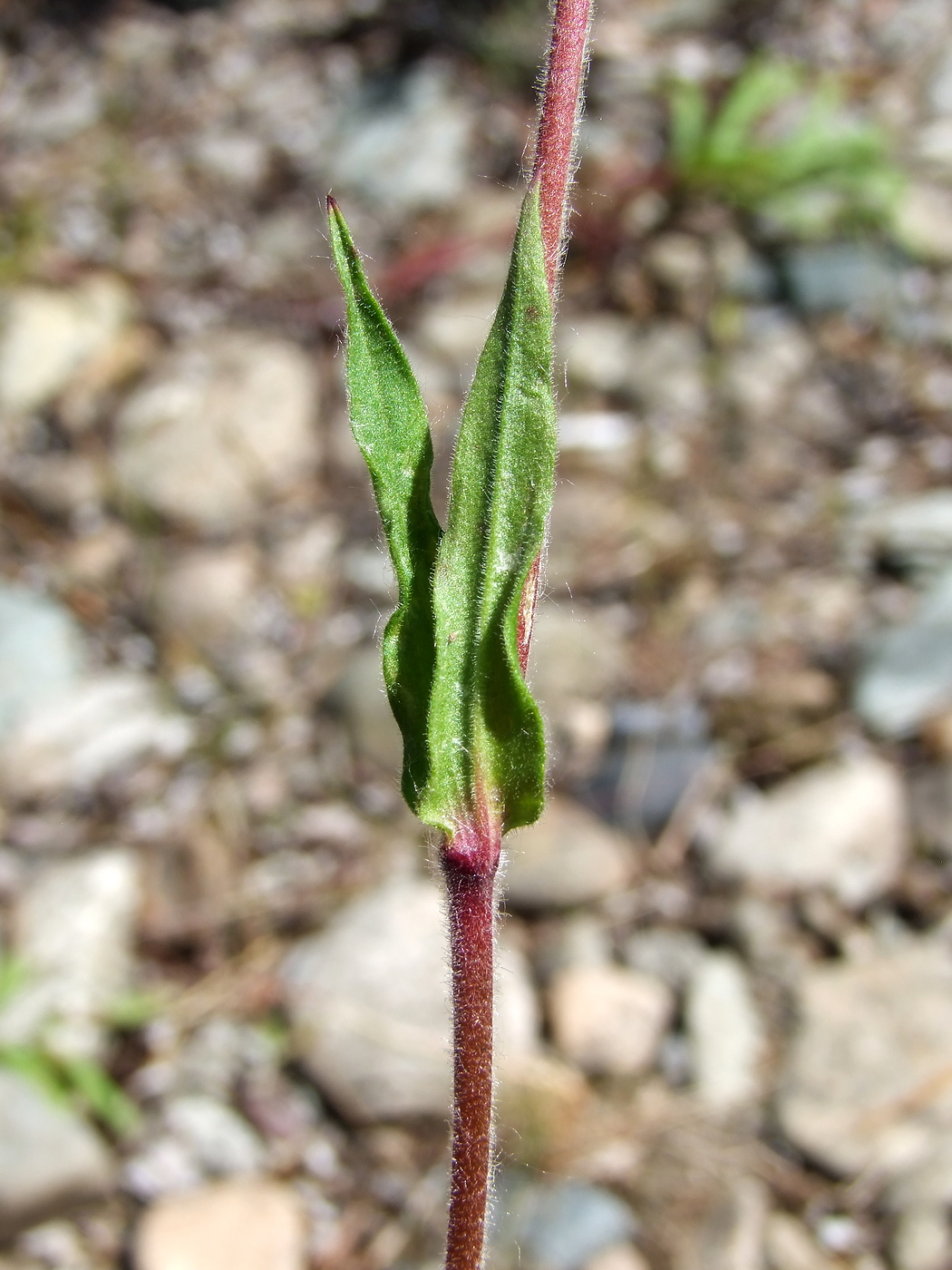 Изображение особи Gastrolychnis brachypetala.