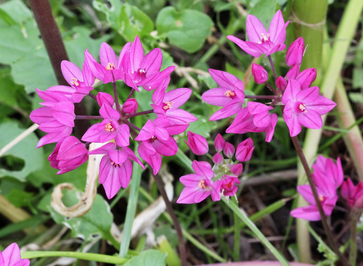 Image of Allium oreophilum specimen.