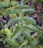 genus Sanguisorba. Лист и часть стебля. Москва, ГБС, экспозиция растений природной флоры России. 31.08.2021.