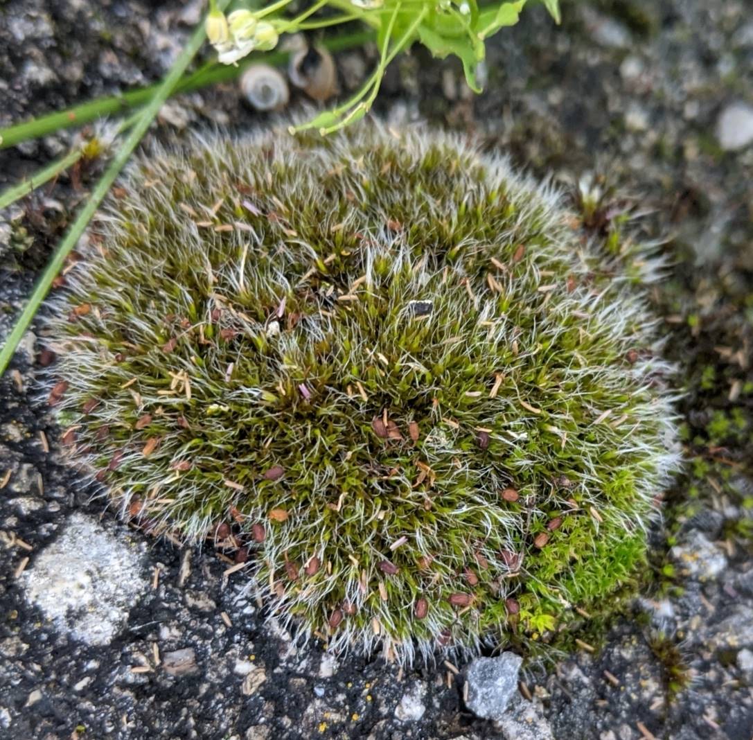 Image of Grimmia pulvinata specimen.