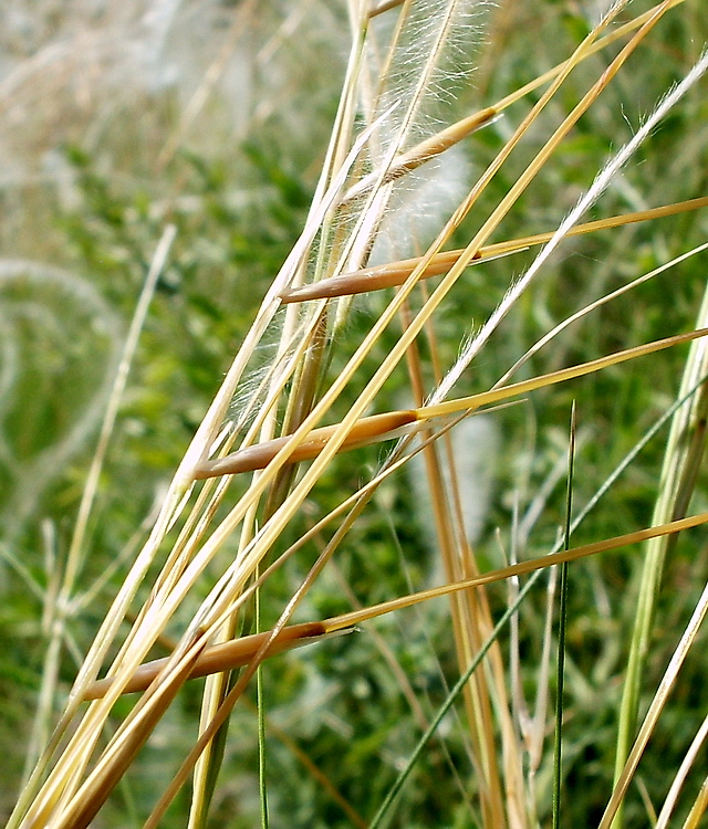 Изображение особи Stipa pennata.