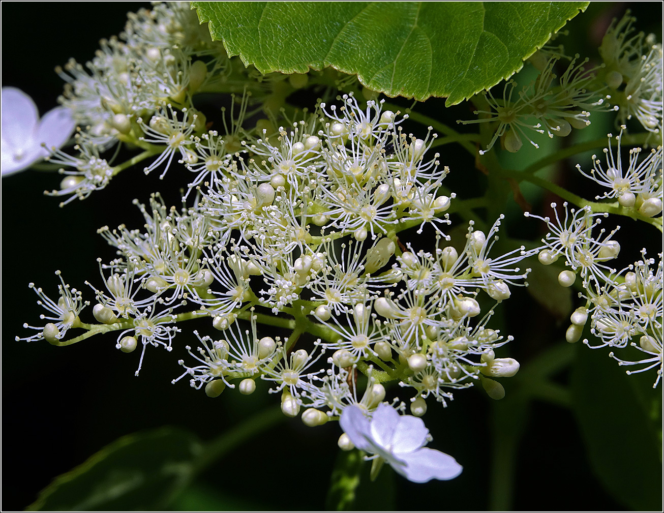 Image of Hydrangea petiolaris specimen.