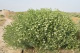 Peganum harmala. Цветущее растение. Узбекистан, г. Самарканд, городище Афрасиаб, выбитая скотом степь на лёссовых холмах. 9 мая 2022 г.