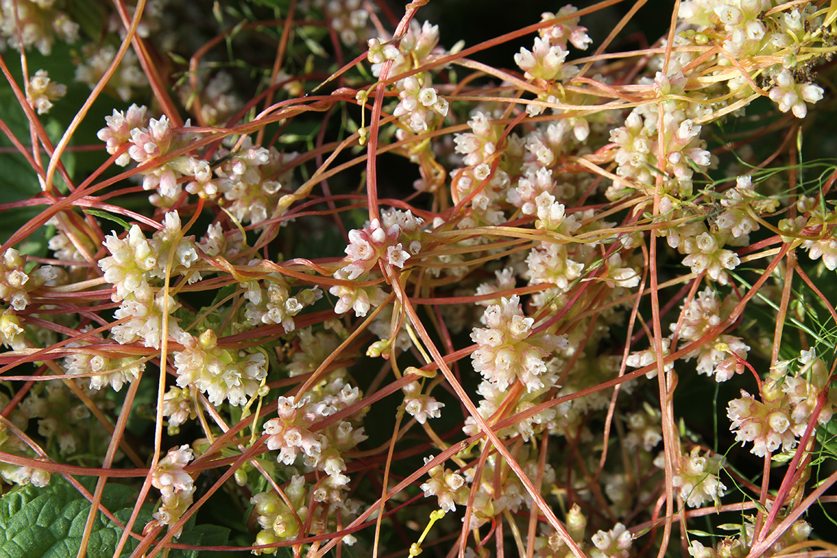 Image of Cuscuta europaea specimen.