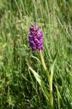 Dactylorhiza euxina. Верхушка цветущего растения. Республика Ингушетия, Джейрахский р-н, окр. ур. Ний, высота 1760 м н.у.м, заболоченный участок на краю грунтовой дороги. 20 июня 2022 г.