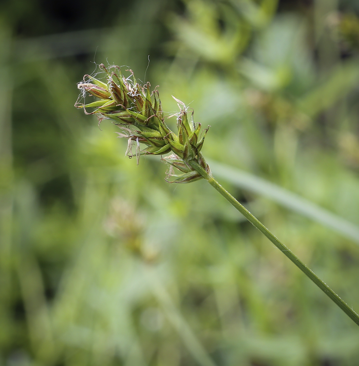 Image of Carex spicata specimen.