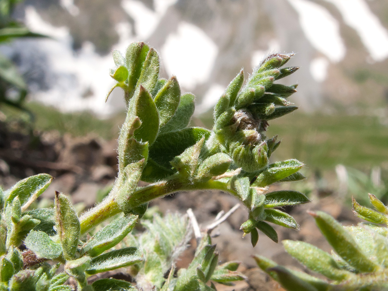 Image of Vicia alpestris specimen.