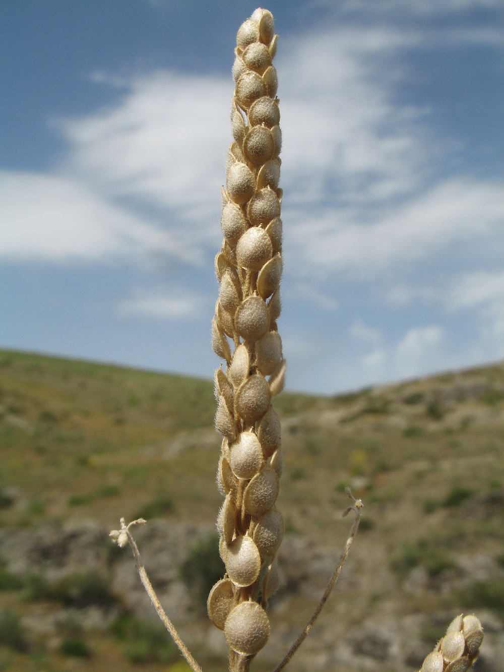 Image of Alyssum stenostachyum specimen.