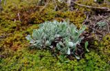 Helichrysum arenarium