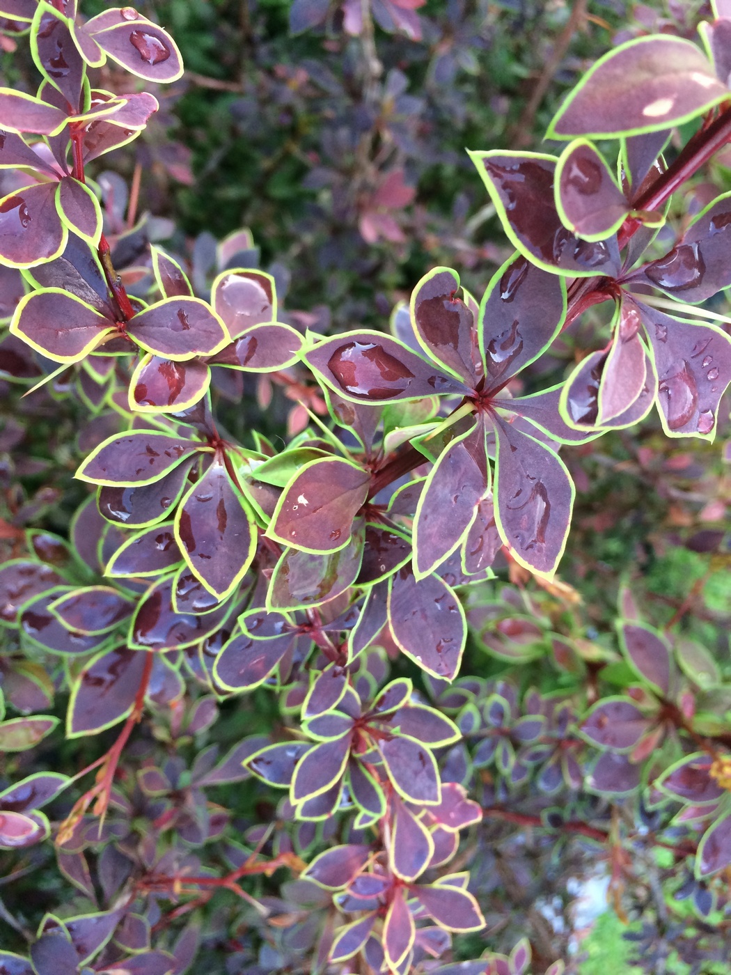 Изображение особи Berberis thunbergii.