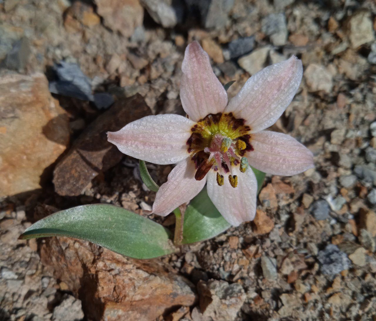 Image of Fritillaria rugillosa specimen.