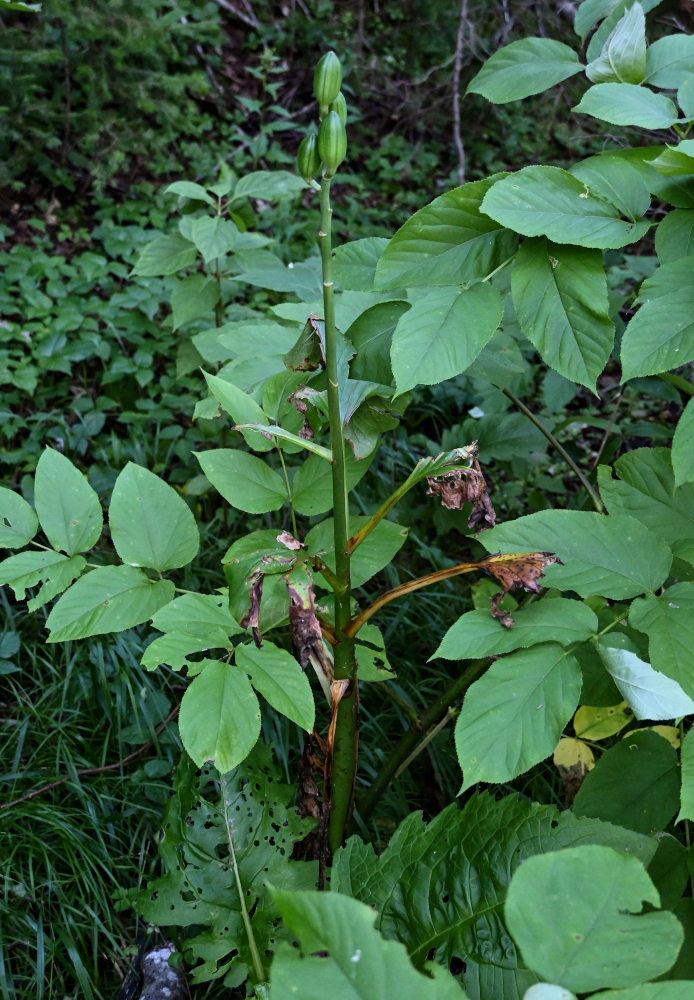 Image of Cardiocrinum cordatum specimen.