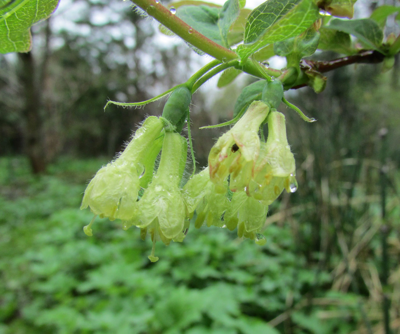 Изображение особи Lonicera caerulea.