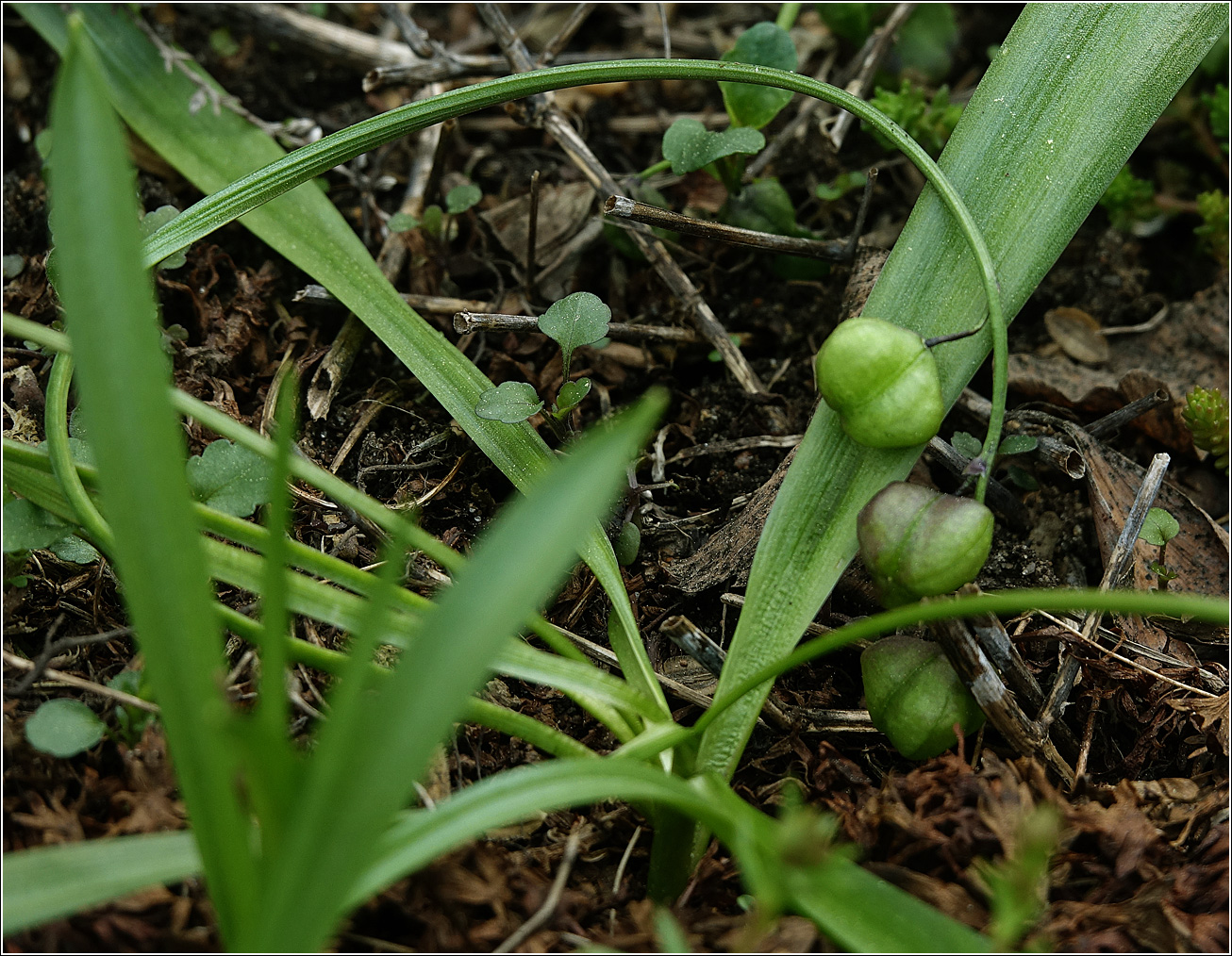 Изображение особи Scilla siberica.